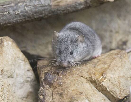 DINARSKI VOLUHAR (Dinaromys bogdanovi) | Zoo Zagreb