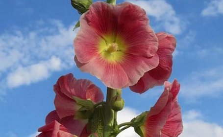 Topolovka růžová má mnoho krásných kultivarů, z nichž si můžete vybrat na zahradu ten nejkrásnější