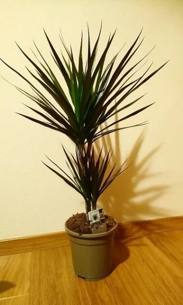 Dracena 2 kmene