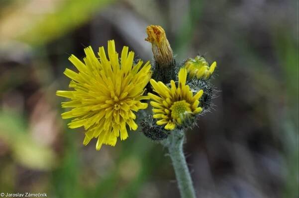 Pilosella heterodoxa – chlupáček různotvarý