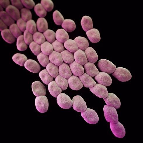 na zlatého stafylokoka jsou antibiotika zatím rezistentní.