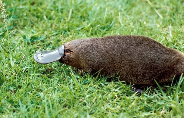 Platypus | San Diego Zoo Animals & Plants