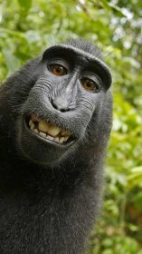 autoportrét makaka chocholatého