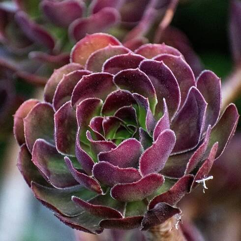 bezplatná Detailní Záběr Na Sukulentní Rostlinu Aeonium Arboreum Základová fotografie