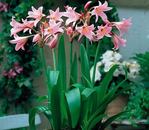 Kdy kvete crinum?