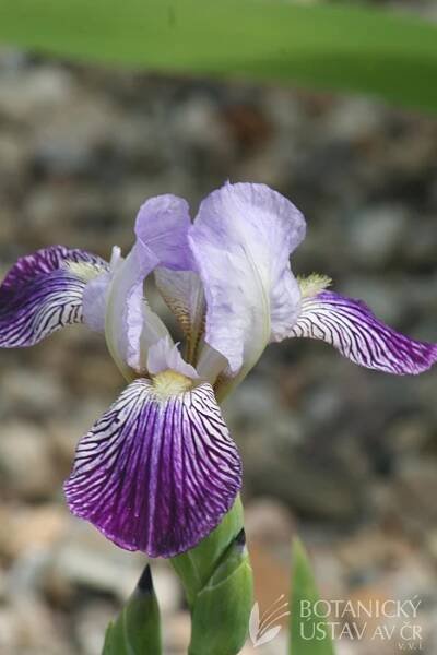 Iris barbata elatior Clio (890) | HORTIFOTO | Autoři | iBotky.cz