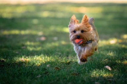 yorkie štěně hrající fetch - pes do kabelky - stock snímky, obrázky a fotky