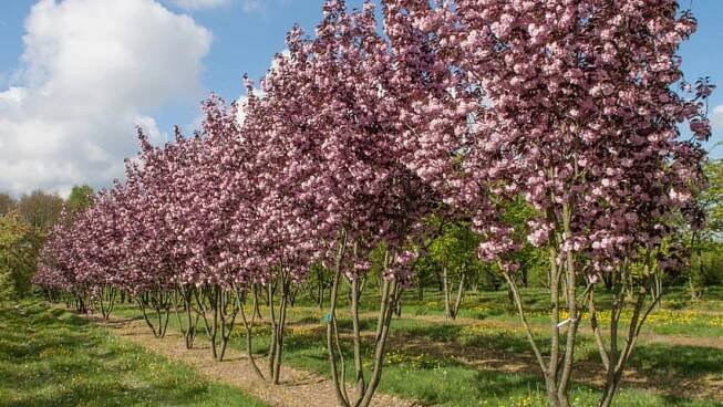 Sakura ozdobná ROYAL BURGUNDY 120cm