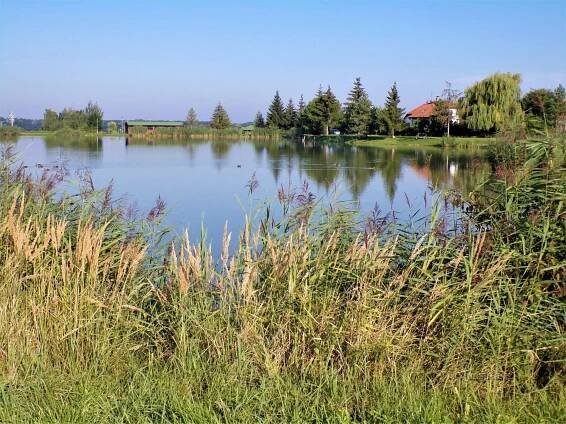 Rybník Močidlo (Lodín, 15.8.2021)