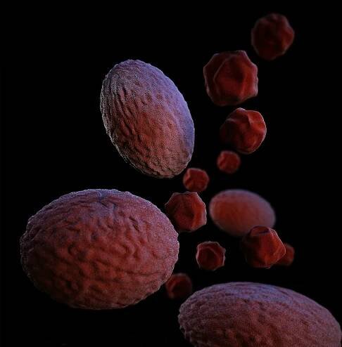 V Česku se častěji než dřív vyskytují některé bakterie odolné proti antibiotikům