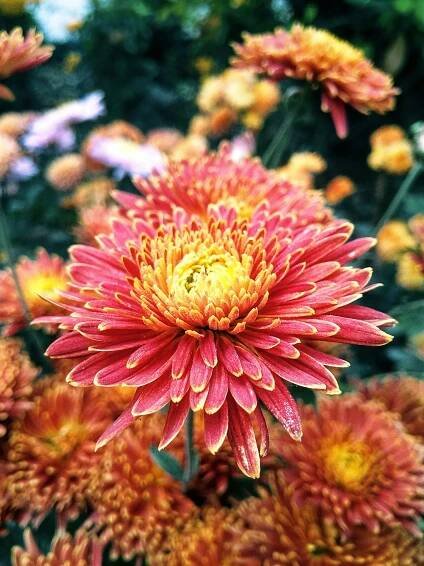 Základová fotografie na téma aranžování květin, barevný, botanická zahrada, botanický, chrysanthemum indicum, chryzantéma