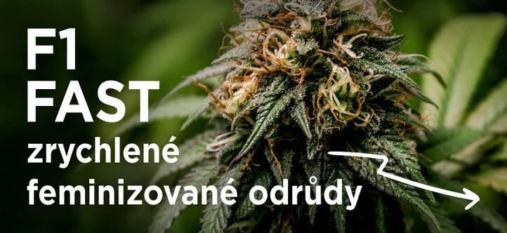 Banka semen konopí