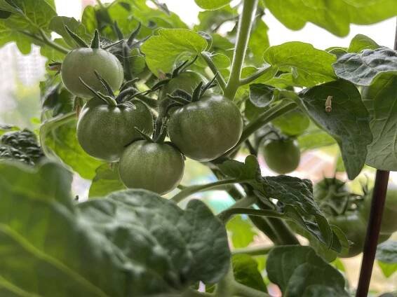 Lze cherry rajčata pěstovat na parapetu?