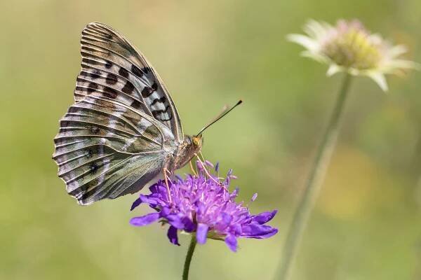 Adrian Tudose - Butterfly world