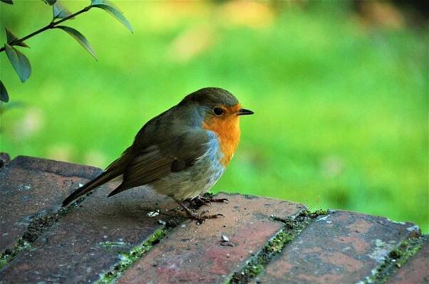Robin, Pták, Park, Pěvec, Hamburg, Zvíře