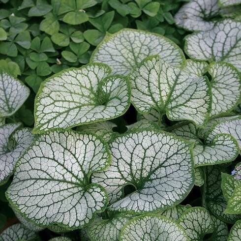 Brunnera macrophylla 'Jack Frost'