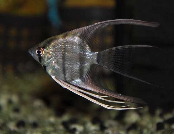 Obrázek - Pterophyllum scalare (skalára amazonská) | BioLib.cz