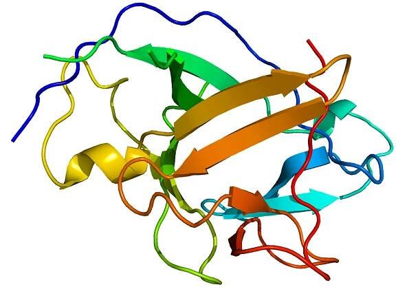 Interleukin-1 family - Wikipedia