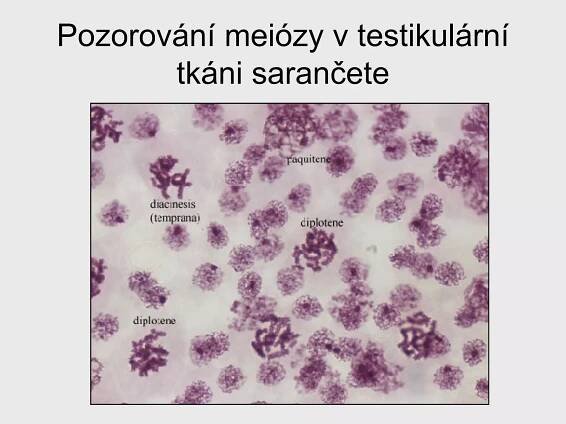 Pozorování meiózy v testikulární tkáni sarančete 