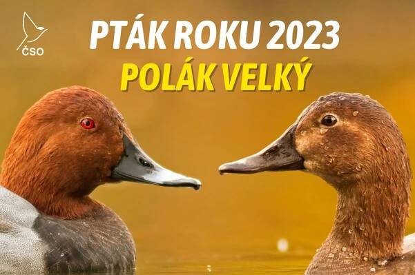 Pták roku 2023: polák velký