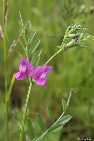 Vicia sativa | Květena Šumavy