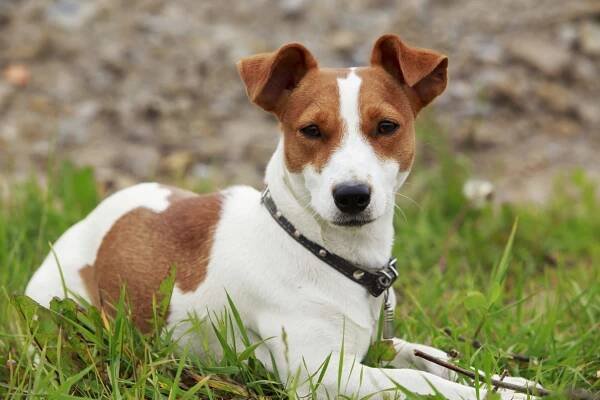 Jack Russell Terriers are the 5th most destructive dog breed.