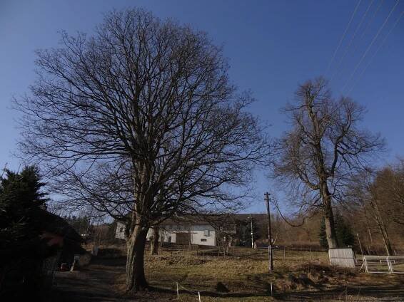 Soubor:Šimonovice - památné stromy u Klingerů (3).JPG