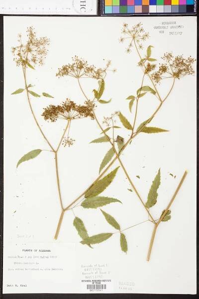 Cicuta maculata - Species Page - APA: Alabama Plant Atlas 