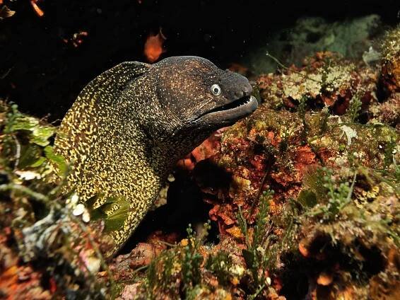 Photo & Video Gallery - Diving in Elba