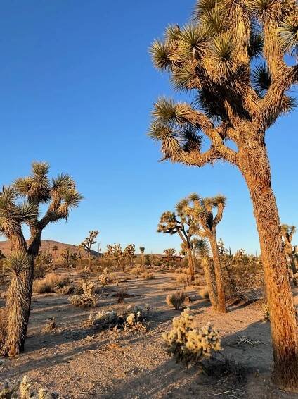 Yoga Retreats | Murrieta Hot Springs 
