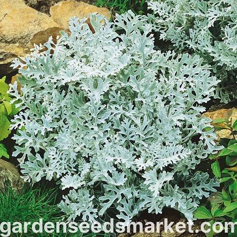 Starček přímořský - Cineraria maritima - Stříbřitá kapradinová elegance, září na slunci - Čerstvá semena
