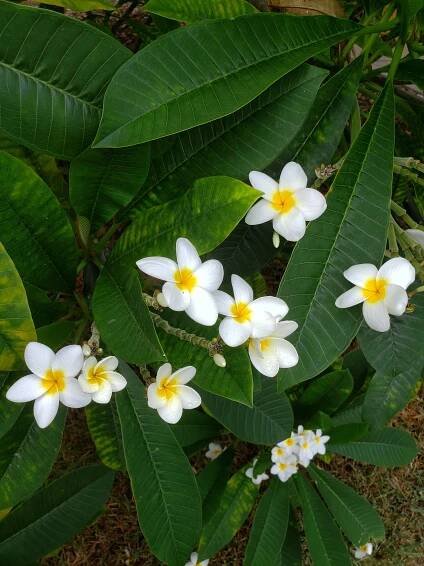 Hui Pilina — Pilina Center for Wellbeing