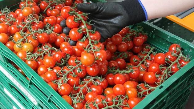 Rajčata z Velkých Němčic mají úspěch, farma se rozšíří. Oblíbené jsou i Mutěnice