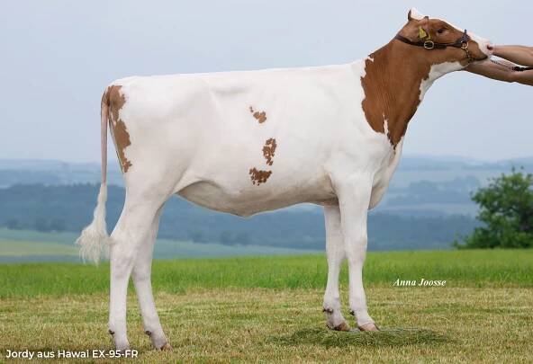 HF Breeders Club | Holstein Forum