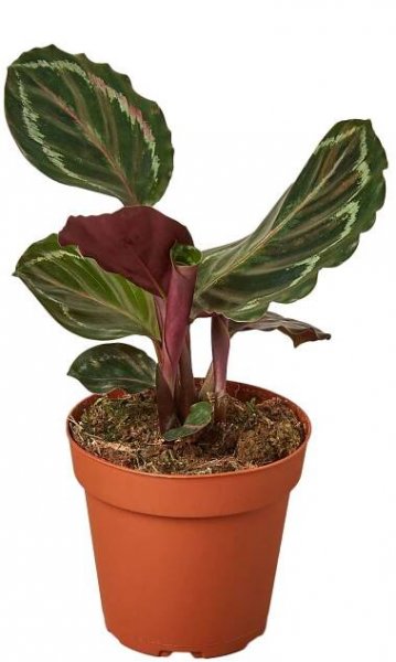 Best Sellers — Plant Shop — The Zen Succulent | Low Maintenance Greenery At Your Doorstep