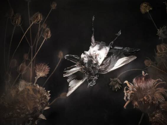 Still life featuring a dead magpie it's legs and wings splayed. Surrounding it are decaying flowers