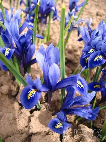 Iris reticulata Harmony | Markéta Macháčková | Autoři | iBotky.cz