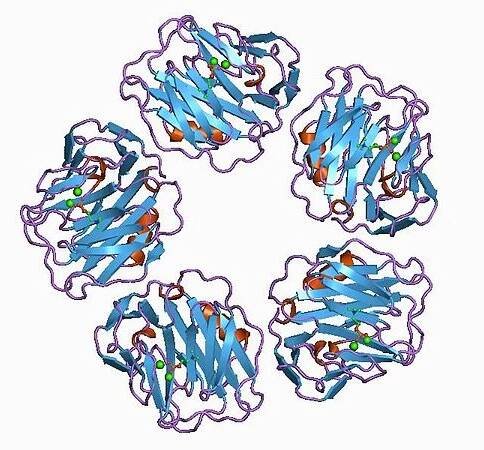 C-reaktivní protein – WikiSkripta