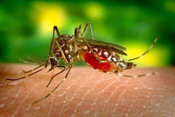 Florida potvrdila pět dalších případů nákazy virem zika. Nebezpečí číhá i mimo Miami