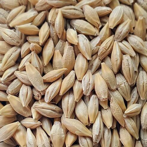 Cropped barley