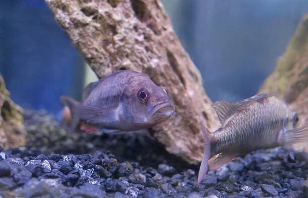 Haplochromis perrieri