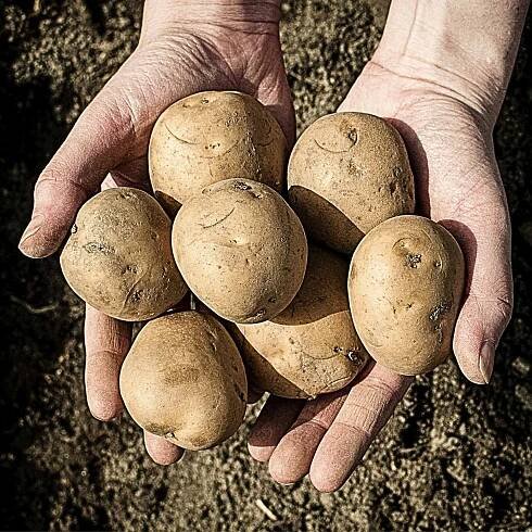 GemStar Russet Potatoes (Organic); High-Yielding Russet for Baking