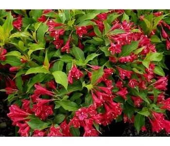 Weigela 'Red Prince' 20-30 C1,4L