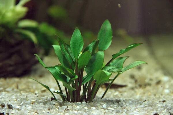 Cryptocoryne lutea ,,Hobbit" Dennerle košík Minimální výška 2 cm