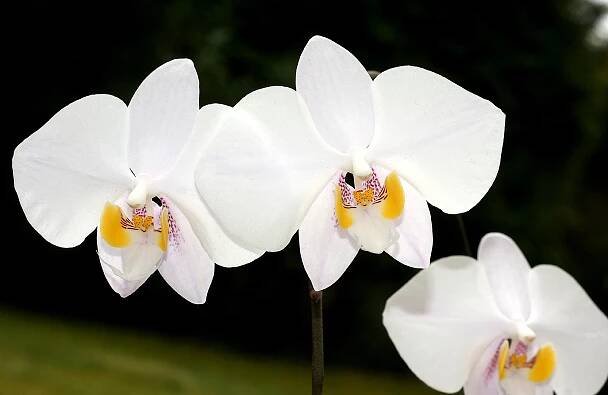 Phalaenopsis