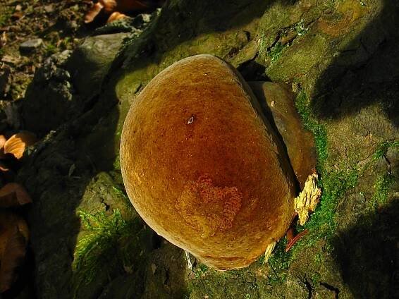 Obrázek - Phellinus hartigii (ohňovec Hartigův) | BioLib.cz