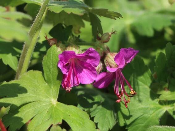 Kakost BEVAN’S VARIETY