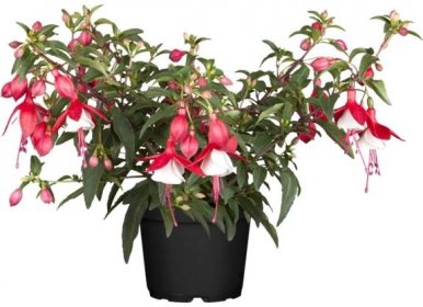 Převislá fuchsie "Nostalgie" červená průměr květináče cca 13 cm Fuchsia koupit v OBI
