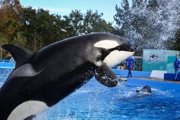 Lolita v delfináriu