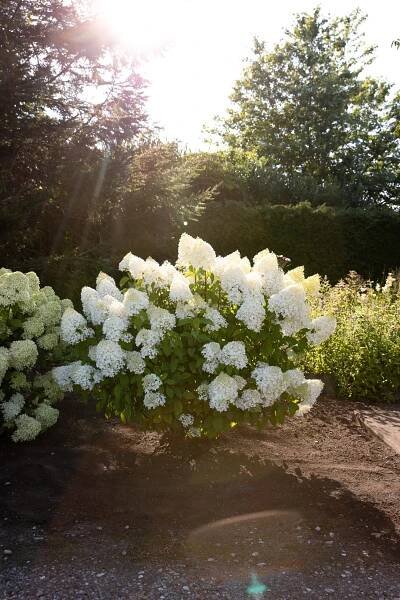 Hydrangea paniculata Living Sugar Rush EU-S – Helmers Baumschulen